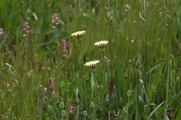 Point rencontre : La flore des îles méditerranéenne (Porquerolles)_Hyères - Floraison printanière
