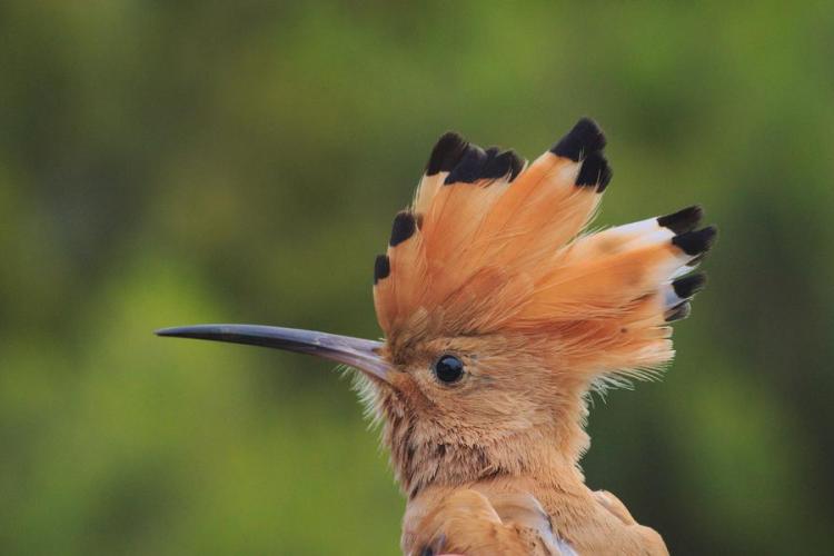 Point rencontre : Initiation à l’ornithologie (Porquerolles)_Hyères - Huppe Fasciée
