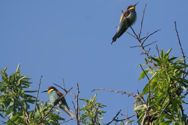 Point rencontre : Initiation à l’ornithologie (Porquerolles)_Hyères - Guêpier d'Europe