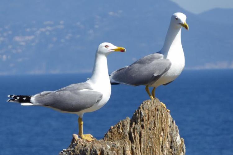 Point rencontre : Initiation à l’ornithologie (Porquerolles)_Hyères - Goélands leucophée