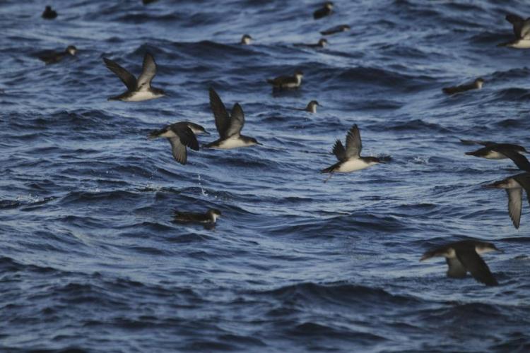 Point rencontre : Initiation à l’ornithologie (Porquerolles)_Hyères - Groupe de puffins yelkouan au large