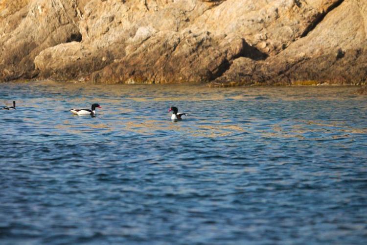Point rencontre : Initiation à l’ornithologie (Porquerolles)_Hyères - Tadornes de Belon