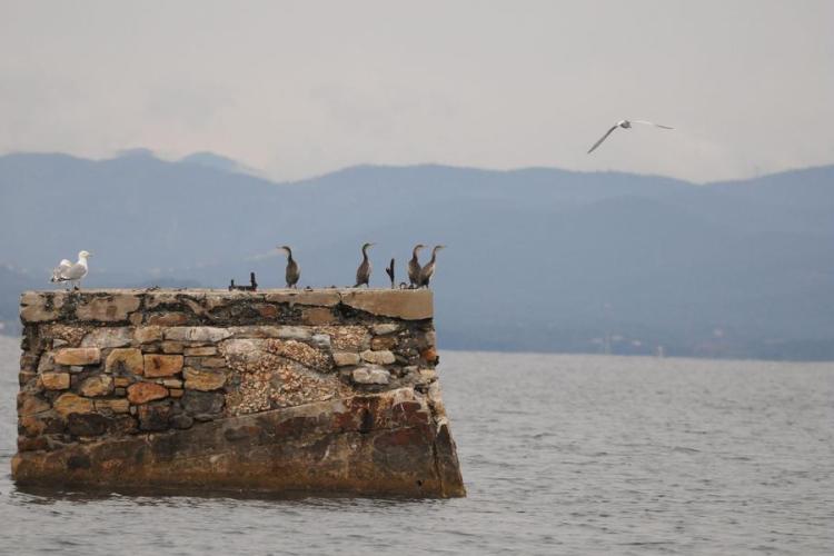 Point rencontre : Initiation à l’ornithologie (Porquerolles)_Hyères - Cormorans huppés