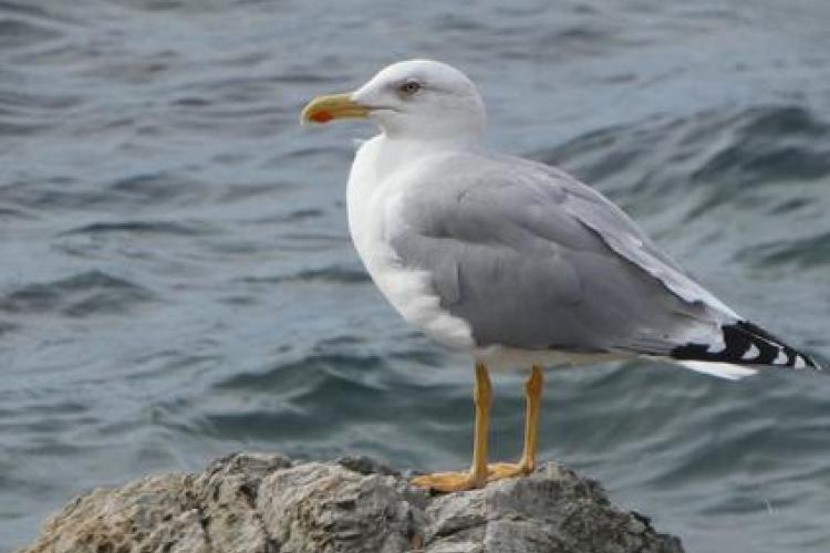 Point rencontre avec un garde du littoral : La faune du Cap Lardier, protection et protocoles de suivi_La Croix-Valmer