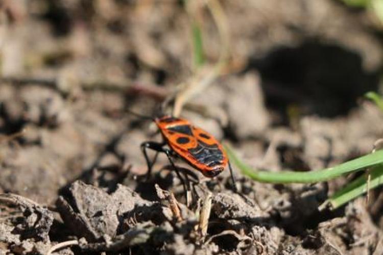 Fête de la nature : Révélez la vie insoupçonnée des sols_La Croix-Valmer