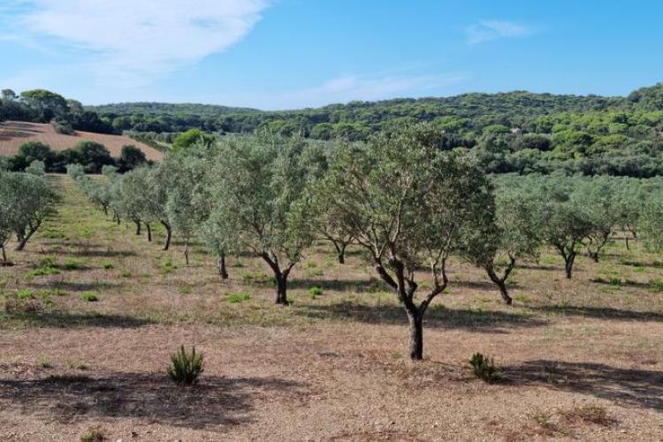 Graines de pirates : Plantes pirates et Trésors naturels de Porquerolles_Hyères