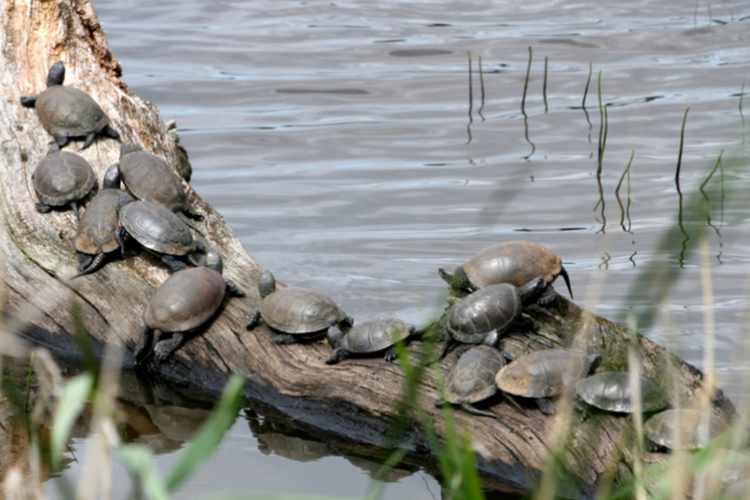 Sortie naturaliste sur l'&eacute;tude et le suivi des Cistudes d'Europe_Hy&egrave;res