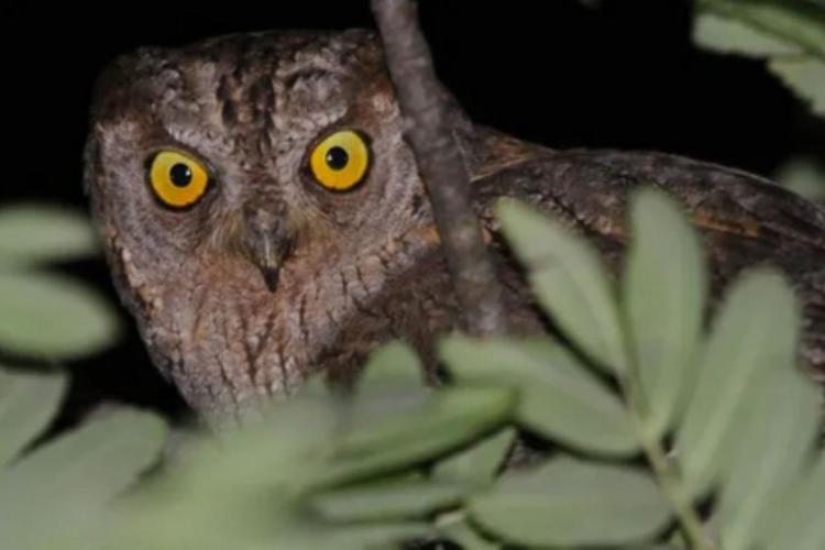 À la rencontre des hiboux petit-ducs - Les rendez-vous biodivertissants de la Métropole_Hyères - Petit-duc