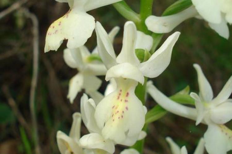 Point Rencontre : Découverte des orchidées du Parc national de Port-Cros_Hyères - Orchis provincialis