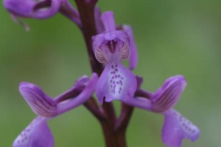 Point Rencontre : Découverte des orchidées du Parc national de Port-Cros_Hyères - Orchis morio spp picta