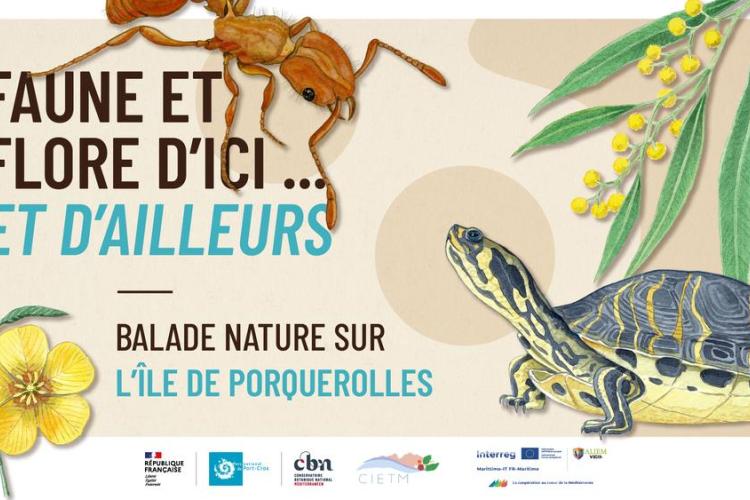 Balade nature à Porquerolles - Faune et flore d'ici... et d'ailleurs_Hyères