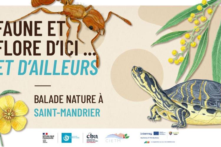 Balade à Saint-Mandrier - Faune et flore d'ici... et d'ailleurs_Saint-Mandrier-sur-Mer