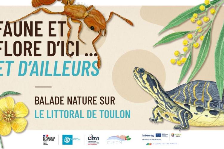 Balade à Toulon - Faune et flore d'ici... et d'ailleurs_Toulon