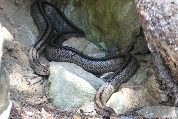 Couleuvre &agrave; &eacute;chelons