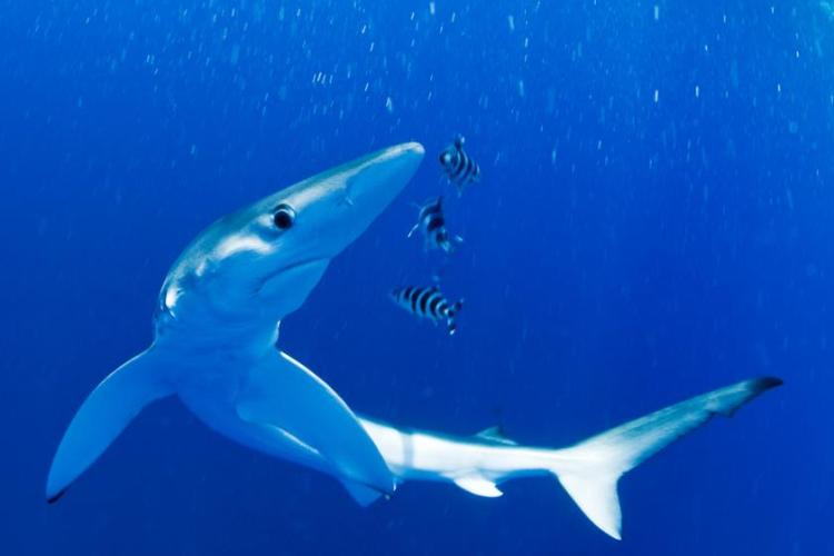 Requin peau bleu - Affiche "jeudis du fort du pradeau" : raies et requins.