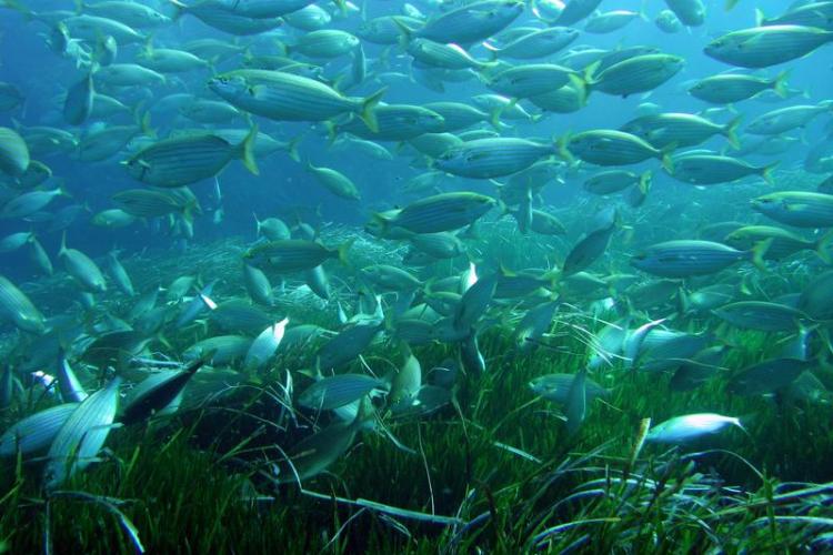 Écran nature : Sous la surface - les trésors vivants de Porquerolles_Hyères
