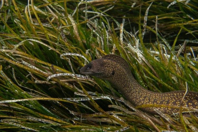 Écran nature : Sous la surface - les trésors vivants de Porquerolles_Hyères