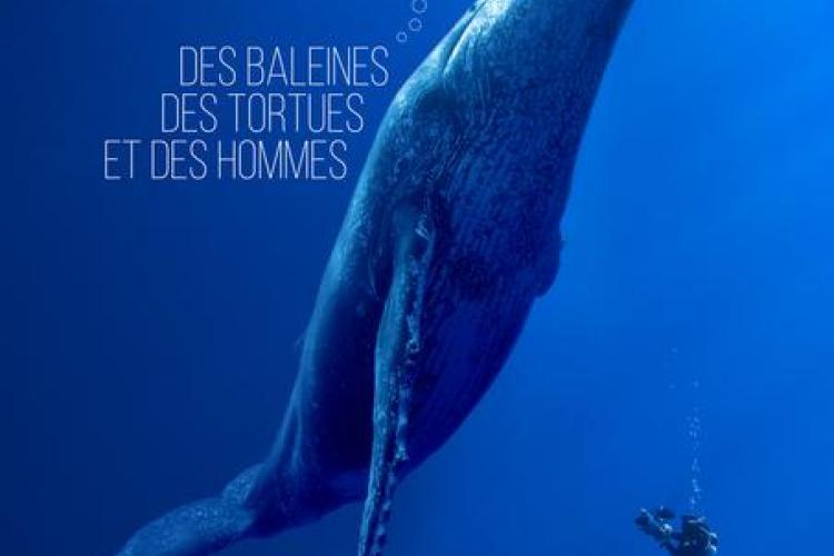 Affiche documentaire "Des baleines, des tortues et des hommes" - Affiche Jeudis du Fort du Pradeau : les tortues
