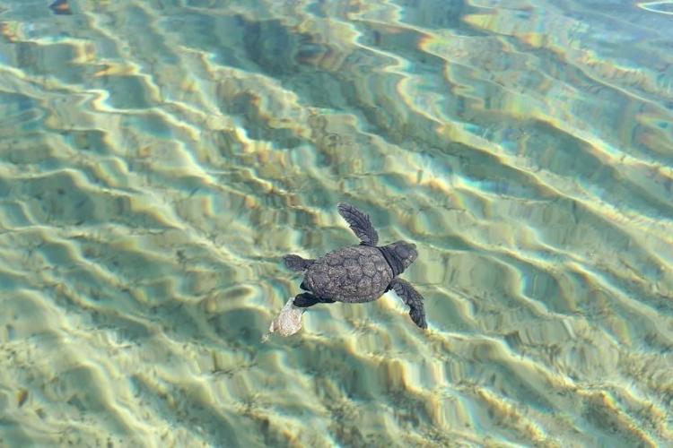 Tortillon ayant rejoint les flots - Affiche Jeudis du Fort du Pradeau : les tortues