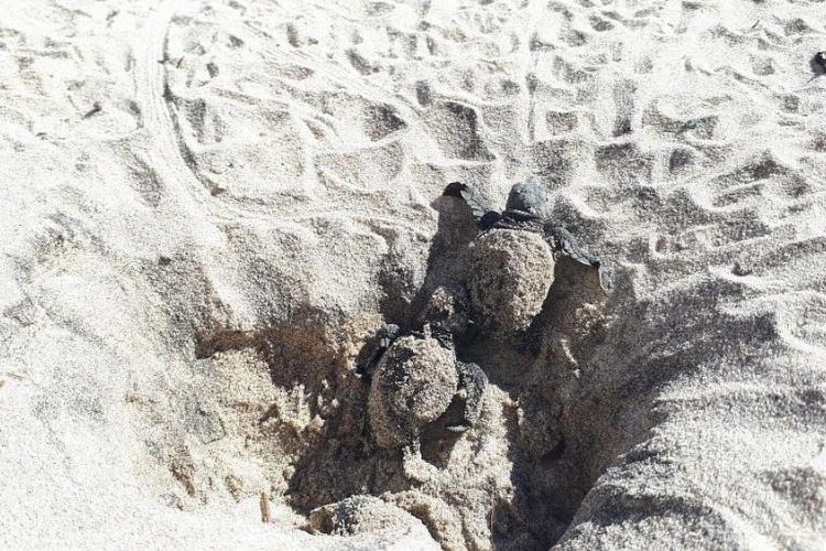 Tortillons sortant de leur nid - Affiche Jeudis du fort du pradeau : les tortues