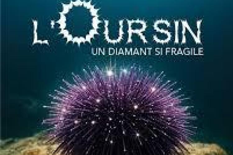 Affiche "L'oursin, un diamant si fragile" - Projection "L'oursin, un diamant si fragile"_La Garde