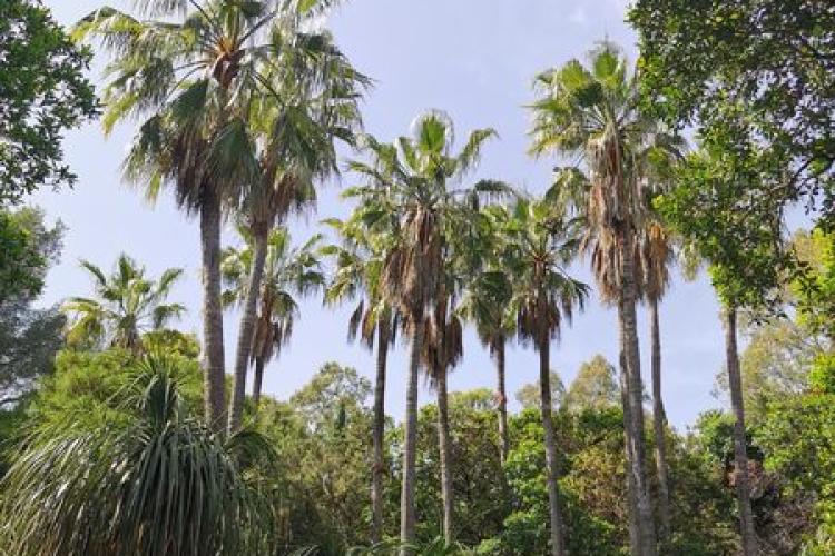 Domaine du Rayol - Amérique subtropicale