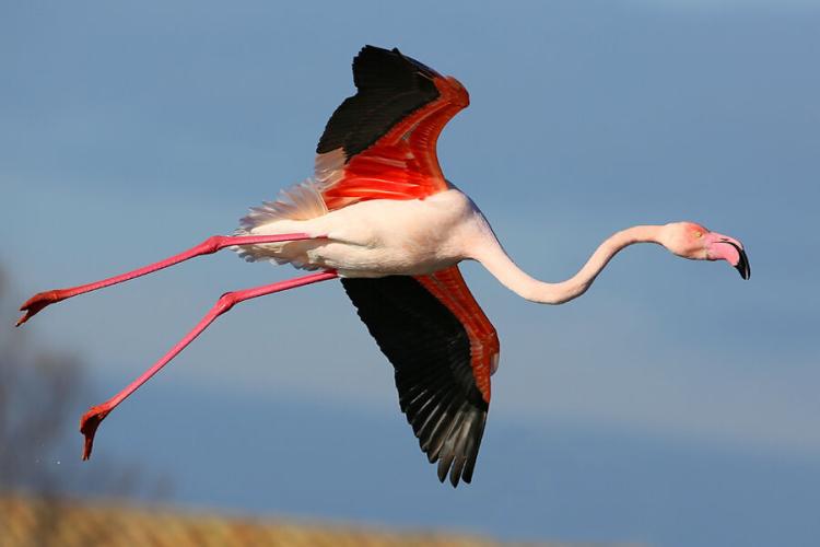 Flamant rose - 