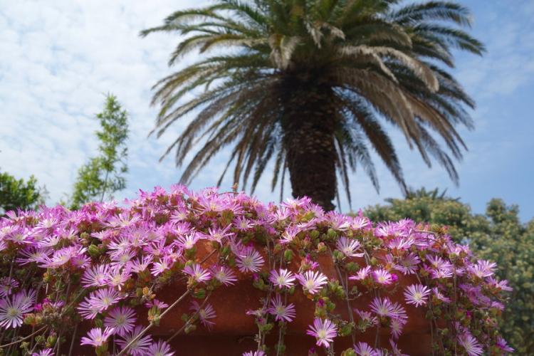 Jardin Emmanuel Lopez Porquerolles