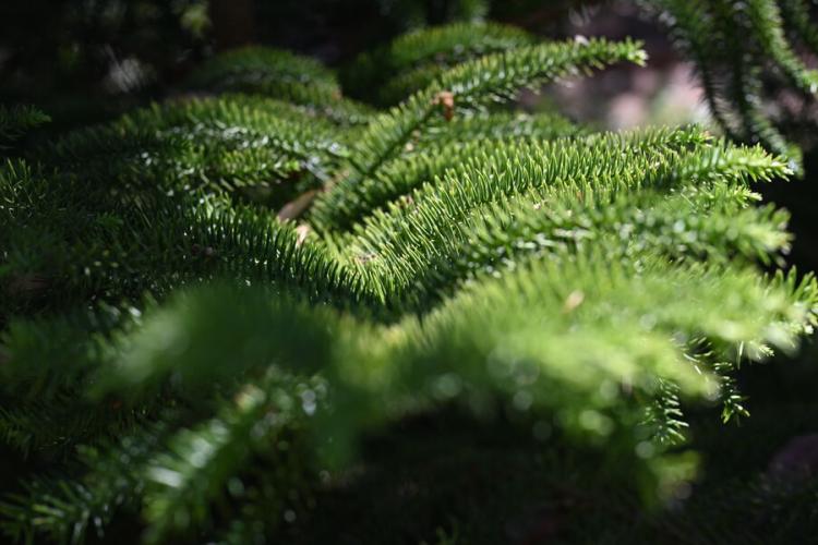 Le plantier de Costebelle - jardin remarquable - Le plantier de Costebelle - jardin remarquable