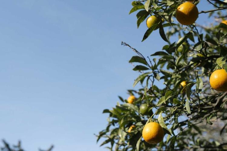 La Banque - Musée des Cultures et du Paysage d'Hyères_Hyères - Oranges et azur