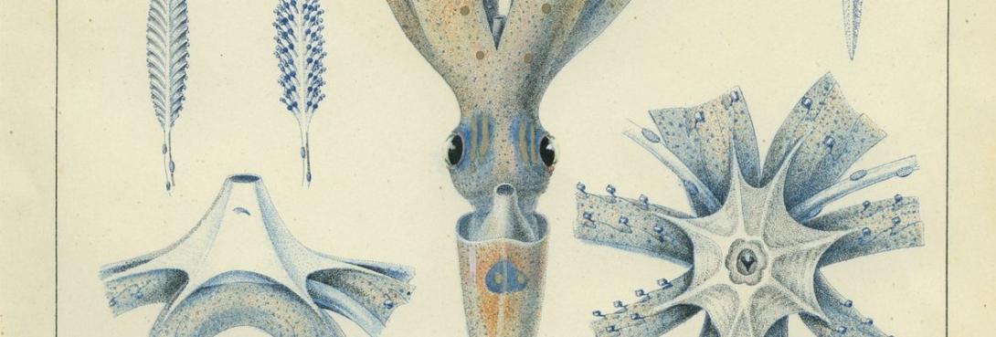 eve-age-reg-lith.-verany-cephalopodes-1180x400-2018-04-05.jpg