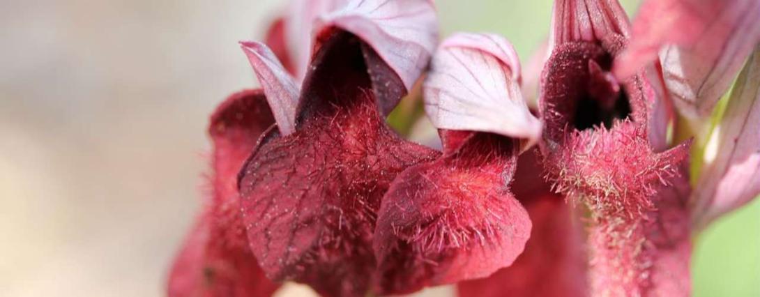 plantes-remarquables-des-iles-d-hyeres_format_1280x500.jpg
